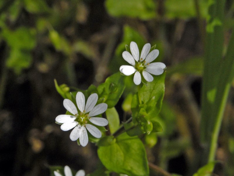 Alture genovesi: Stellaria media